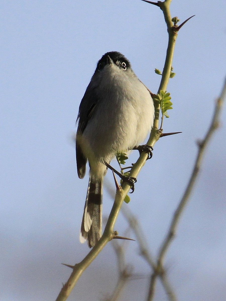 Black-tailed Gnatcatcher - ML47915901