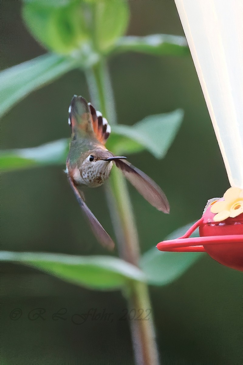 Rufous Hummingbird - ML479159071