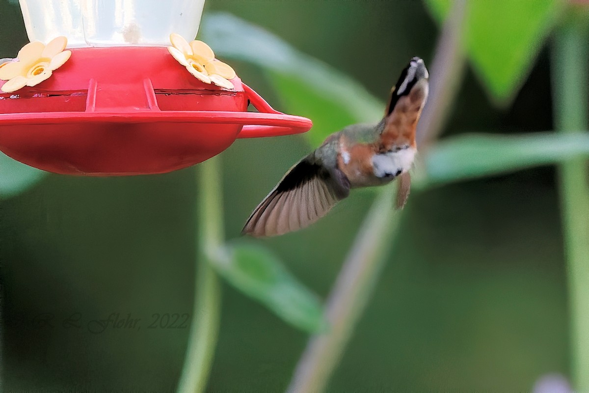 Rufous Hummingbird - ML479159081