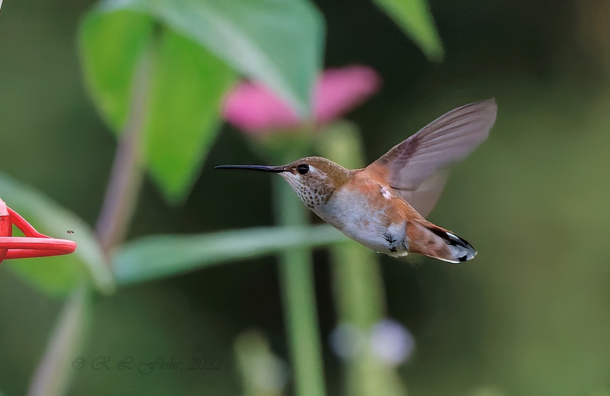 Rufous Hummingbird - ML479159091