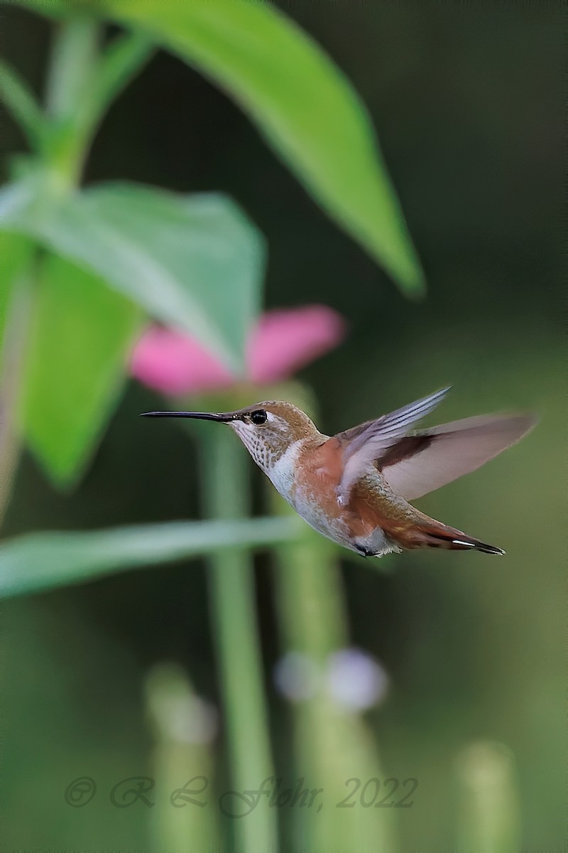 Rufous Hummingbird - ML479159101