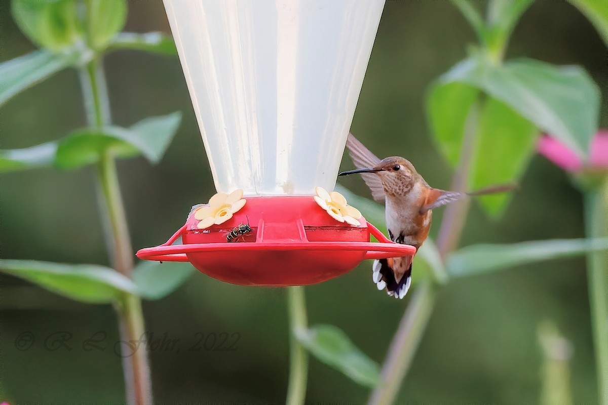 Rufous Hummingbird - ML479159121