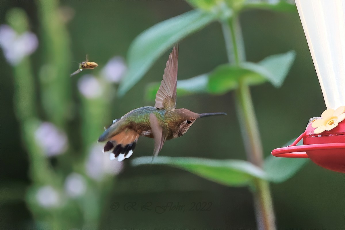 Rufous Hummingbird - ML479159131