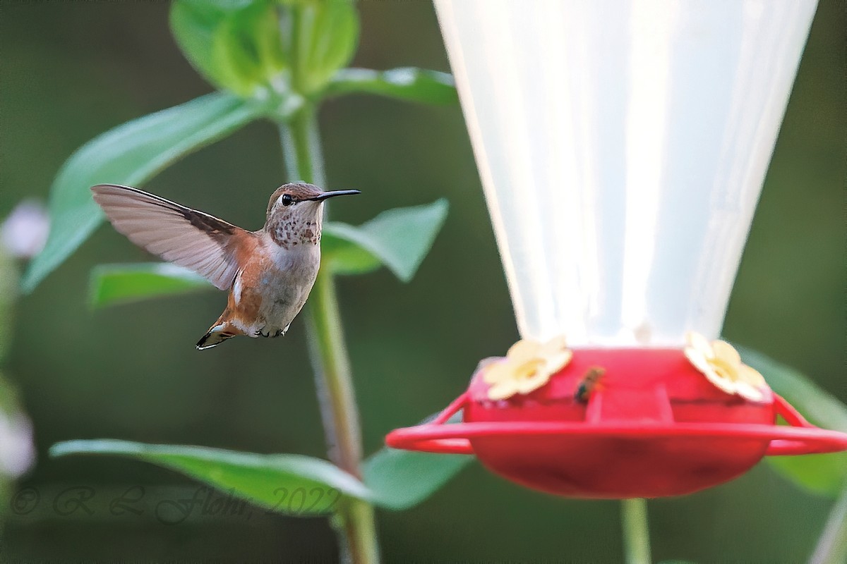 Rufous Hummingbird - ML479159141