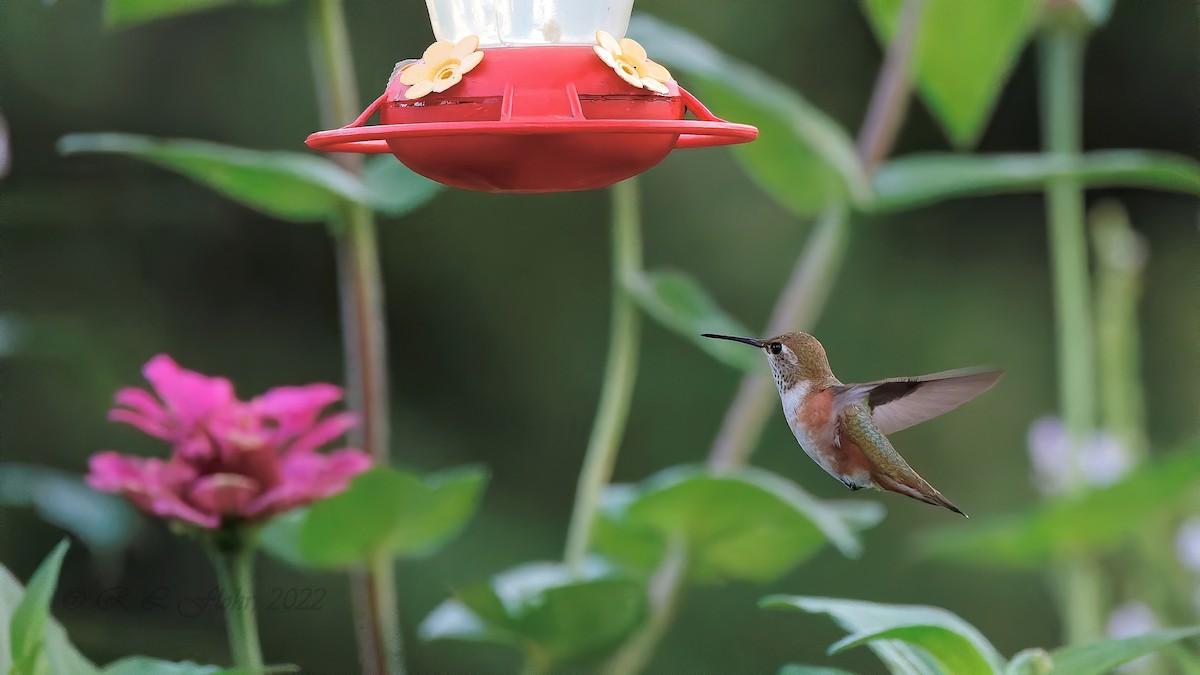 Rufous Hummingbird - ML479159161