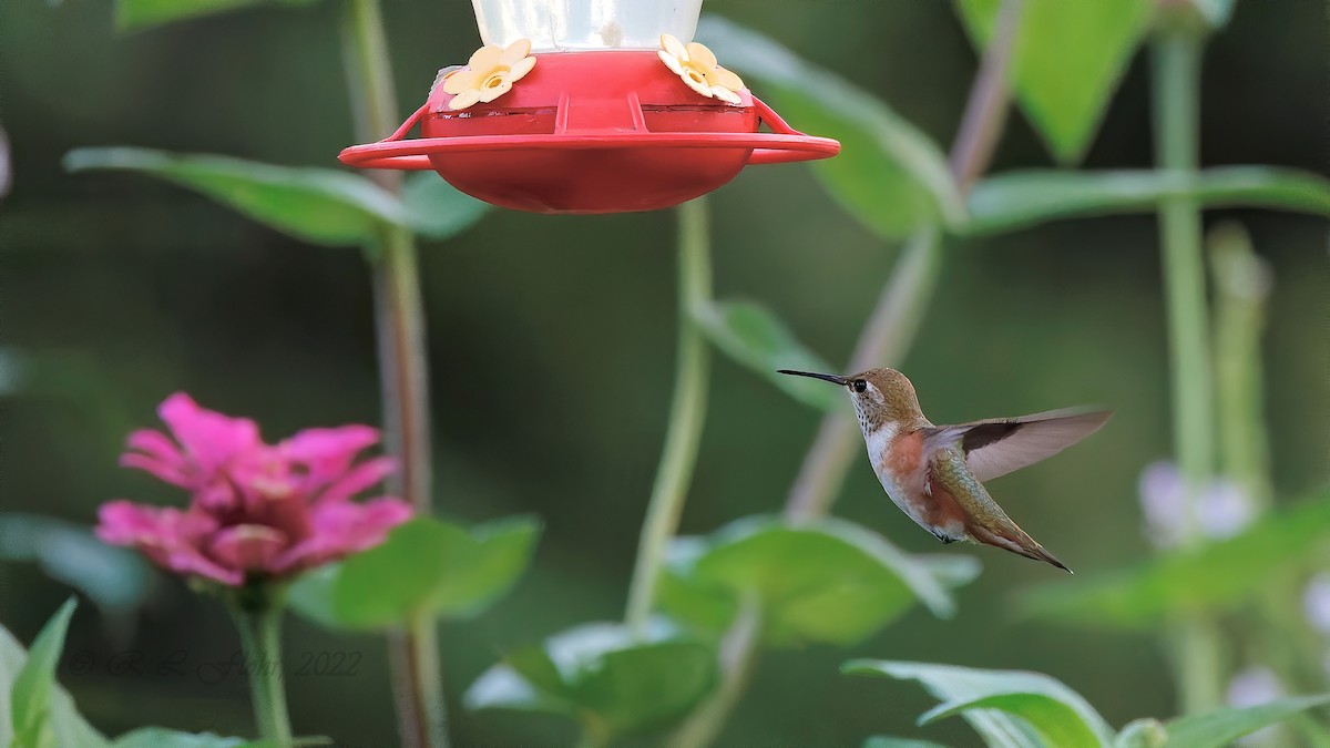 Colibrí Rufo - ML479159161