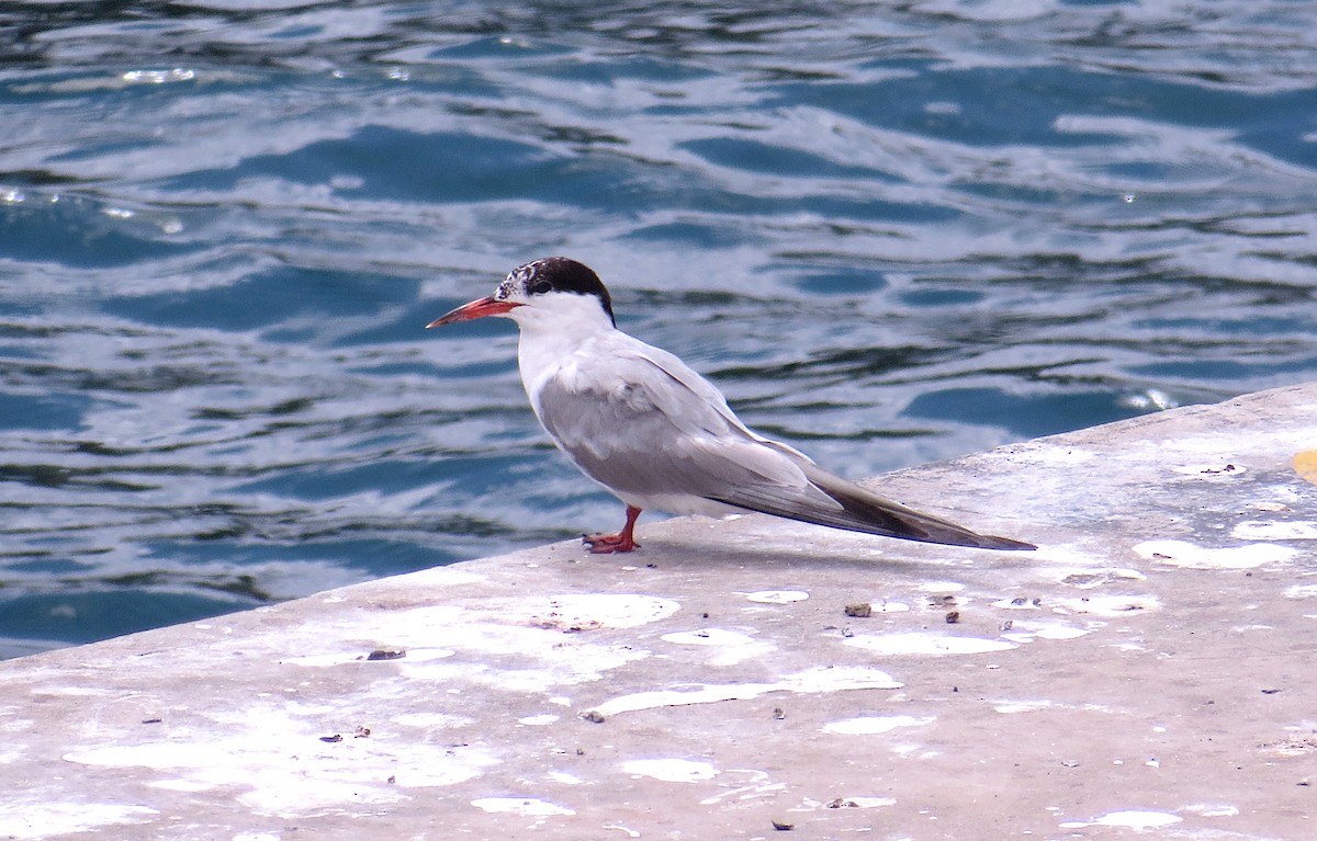 Common Tern - ML479160641