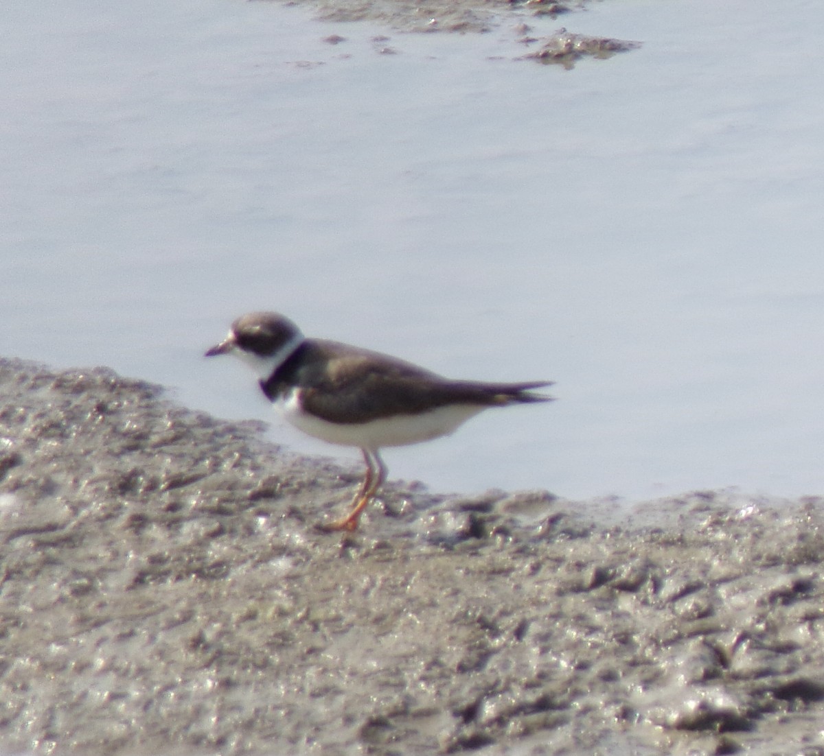 Semipalmated Plover - ML479160811