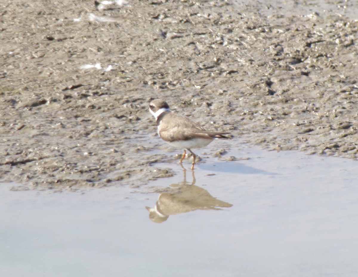 Semipalmated Plover - ML479160821