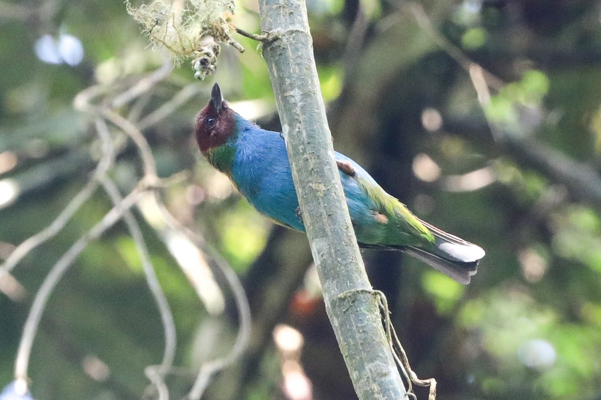 Bay-headed Tanager - ML479162661