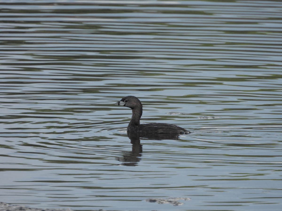 Pied-billed Grebe - Jeff Wallace