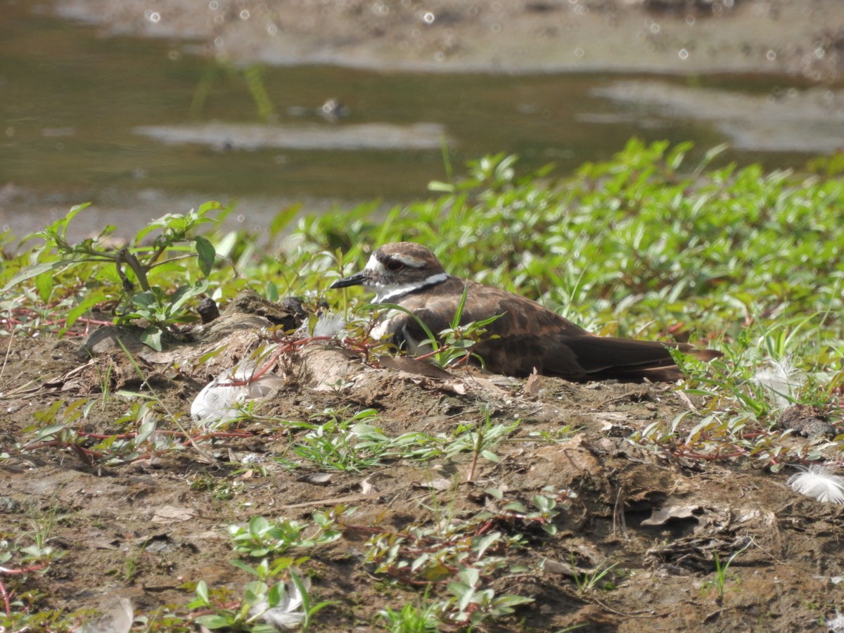 Killdeer - ML479165321