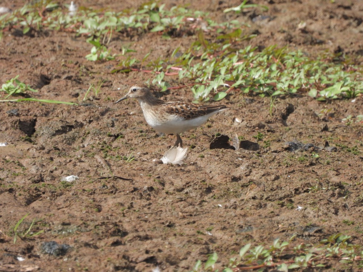 Least Sandpiper - Jeff Wallace