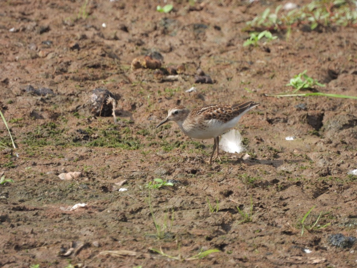 Least Sandpiper - ML479165371