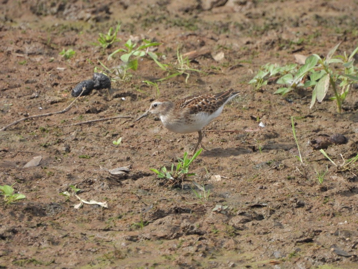 Wiesenstrandläufer - ML479165381