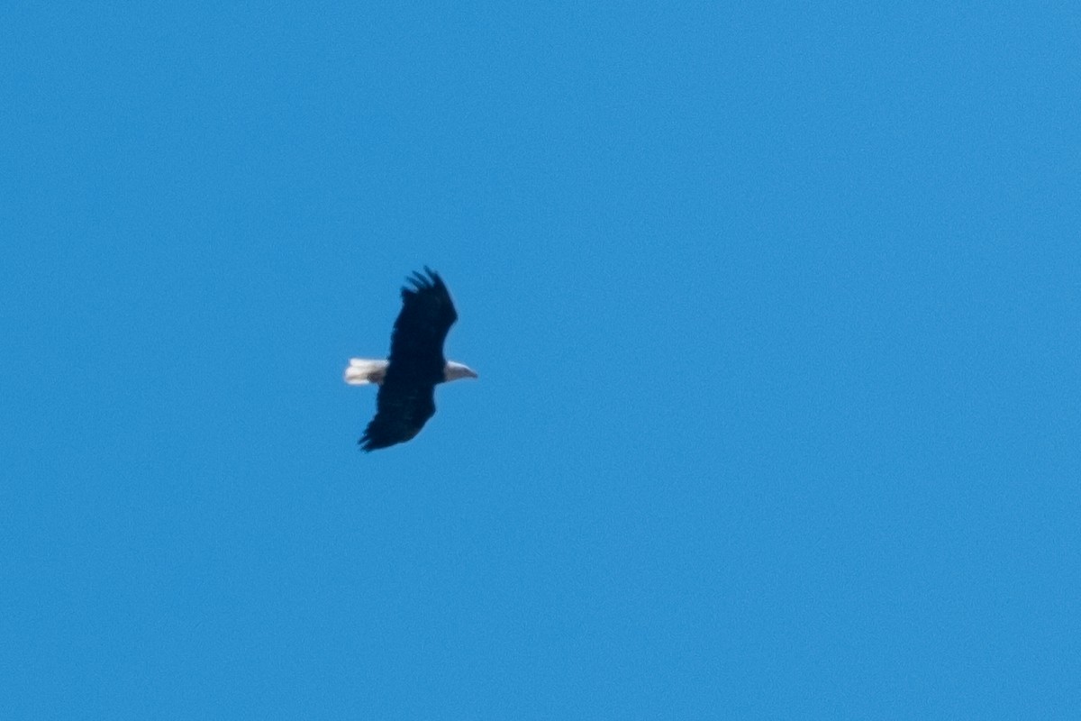 Bald Eagle - ML479165571