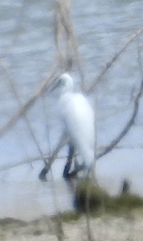 Little Blue Heron - ML479168271