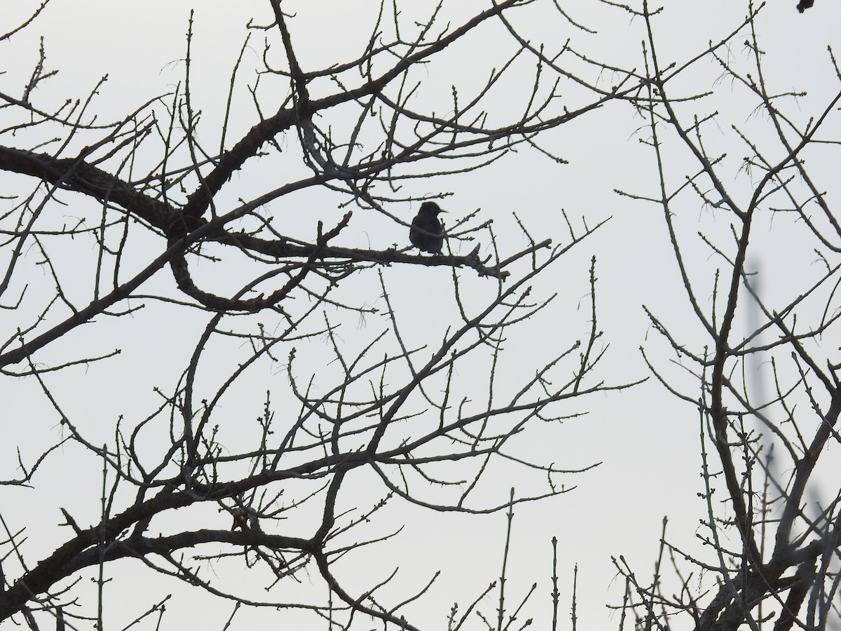 歐洲椋鳥 - ML479168791