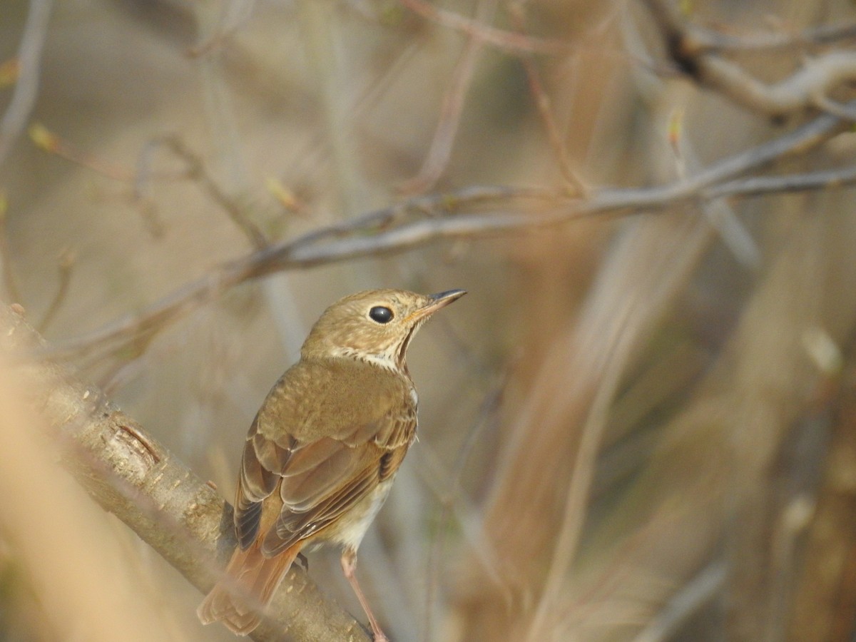 Hermit Thrush - ML479169711