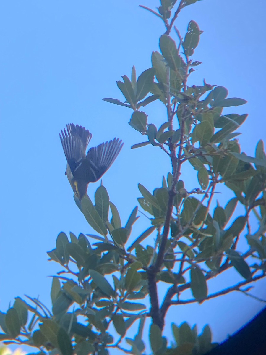 Townsend's Warbler - ML479170371