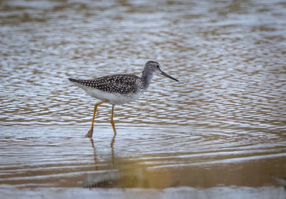 Greater Yellowlegs - ML479171421