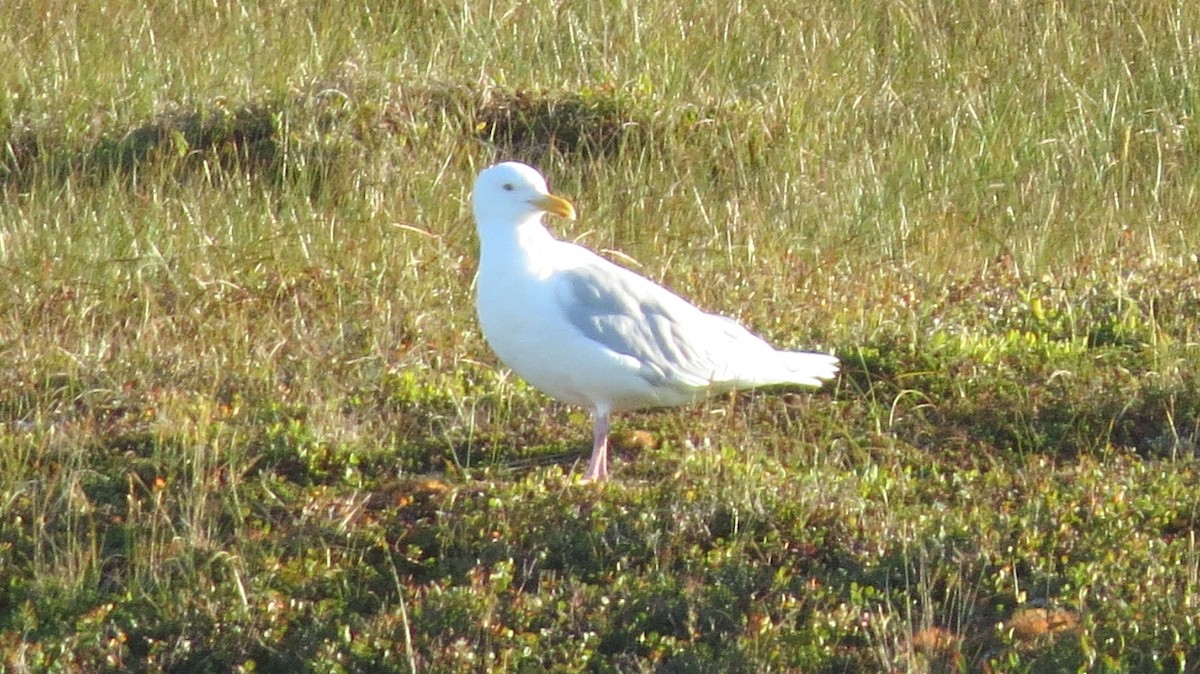 Glaucous Gull - Greg Hyde