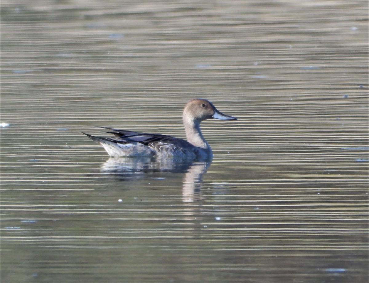 Northern Pintail - Pair of Wing-Nuts