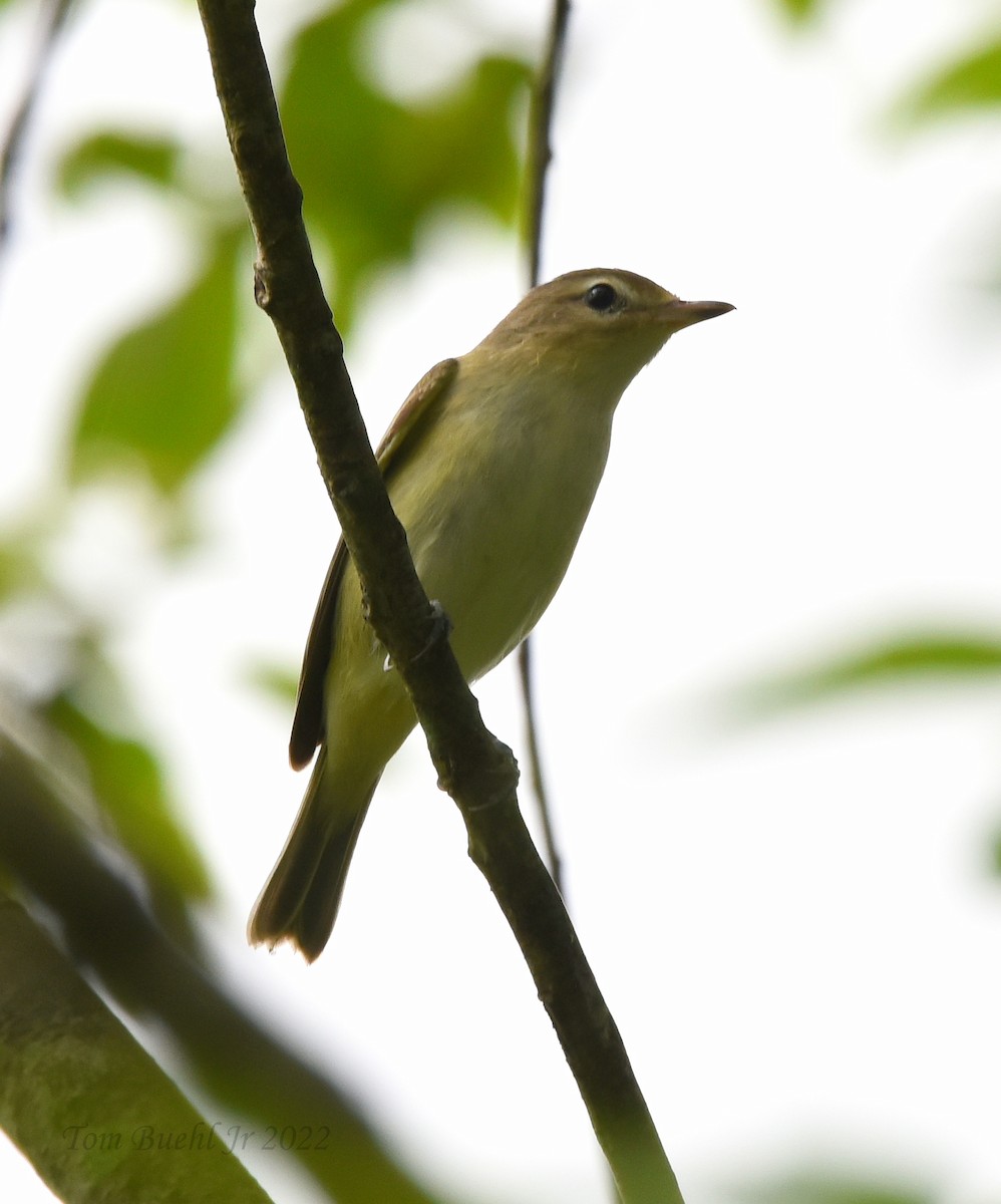 Warbling Vireo - ML479172241