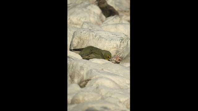 Yellow-bridled Finch - ML479172981