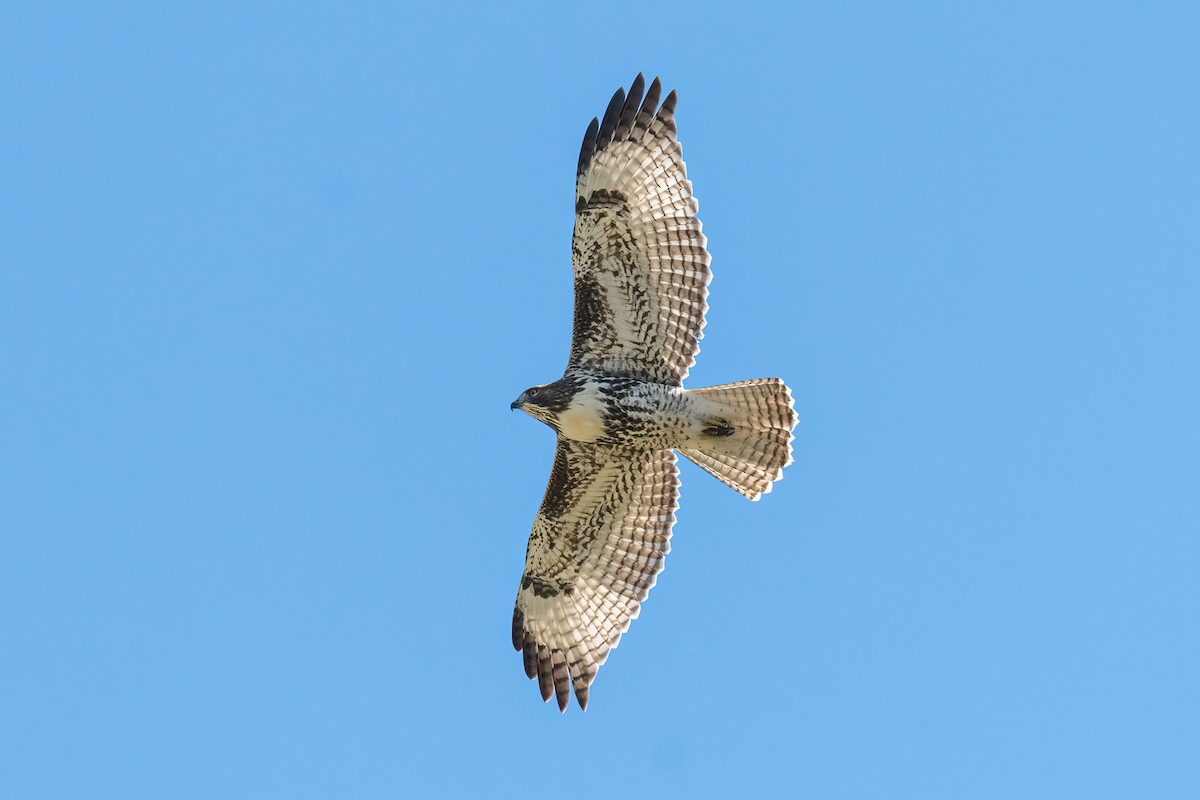 Red-tailed Hawk - ML479173101