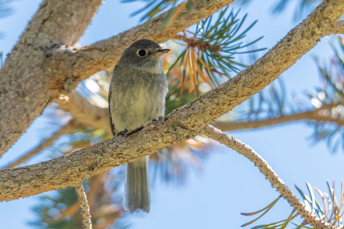Dusky Flycatcher - ML479173121