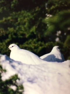 Rock Ptarmigan - ML47917381