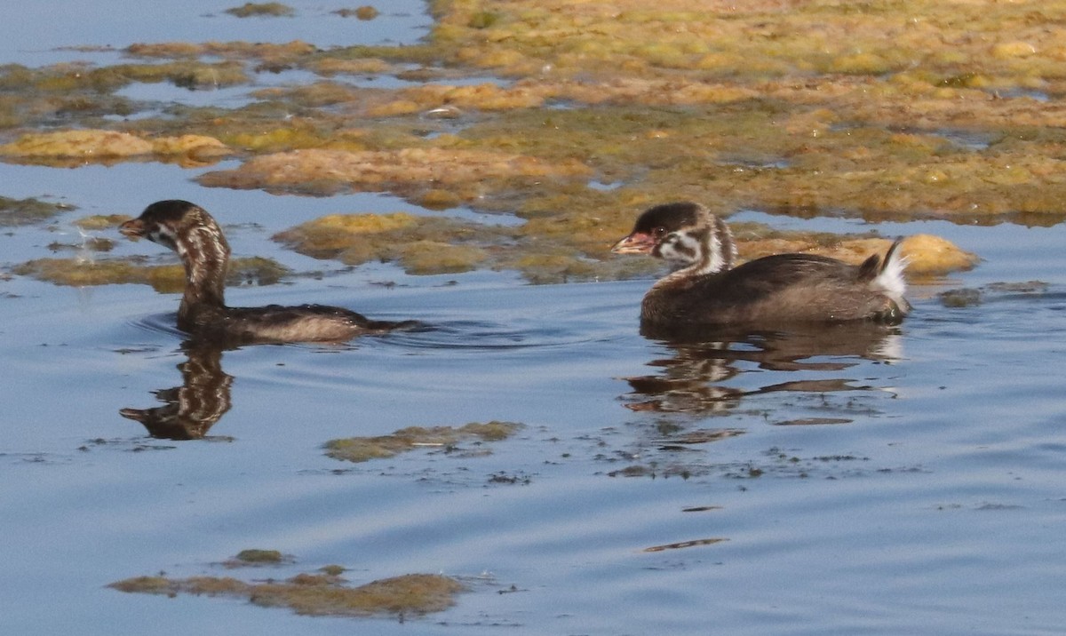 Pied-billed Grebe - ML479173851