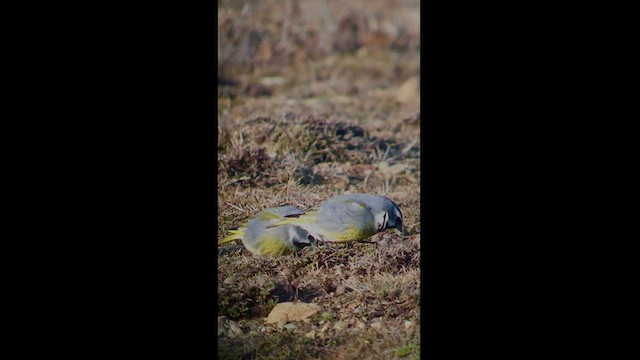 White-bridled Finch - ML479173891