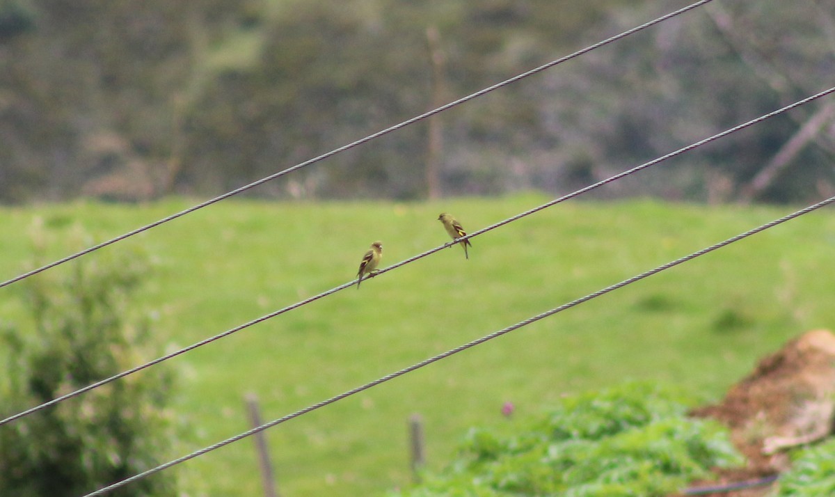 Andean Siskin - ML479174061