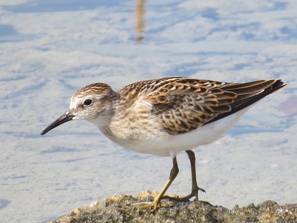 Least Sandpiper - ML479174771