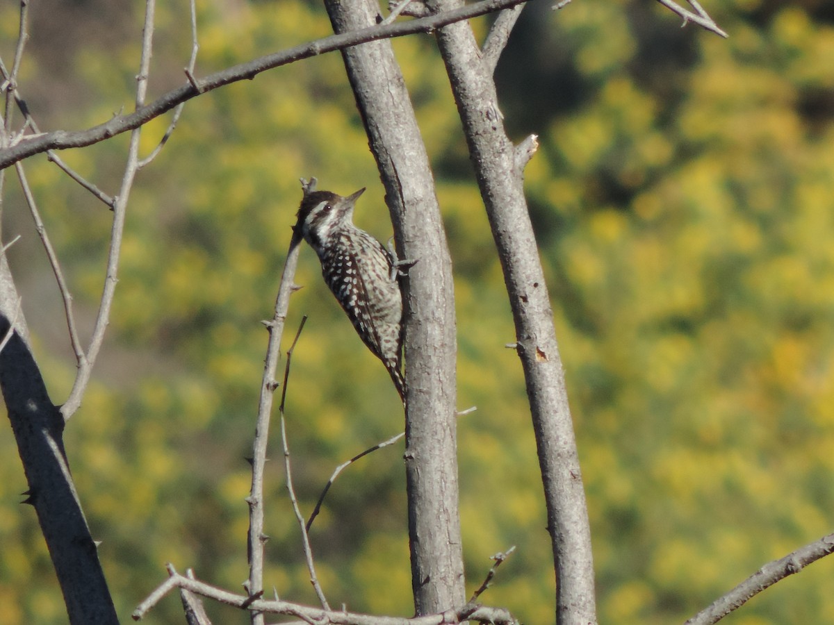 Striped Woodpecker - ML479175161