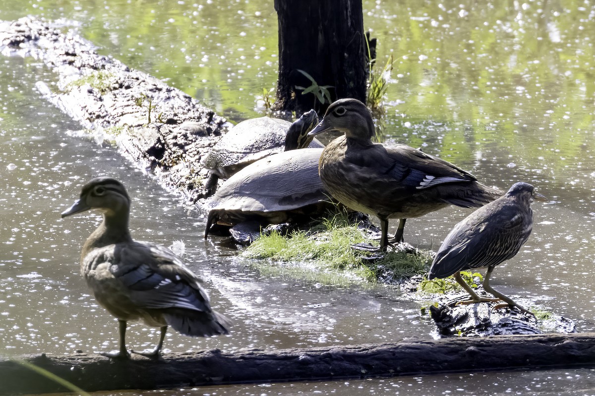 Wood Duck - ML479175721