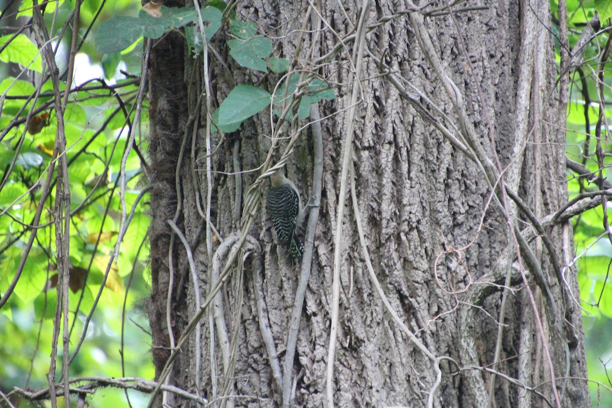 Red-bellied Woodpecker - ML479176741