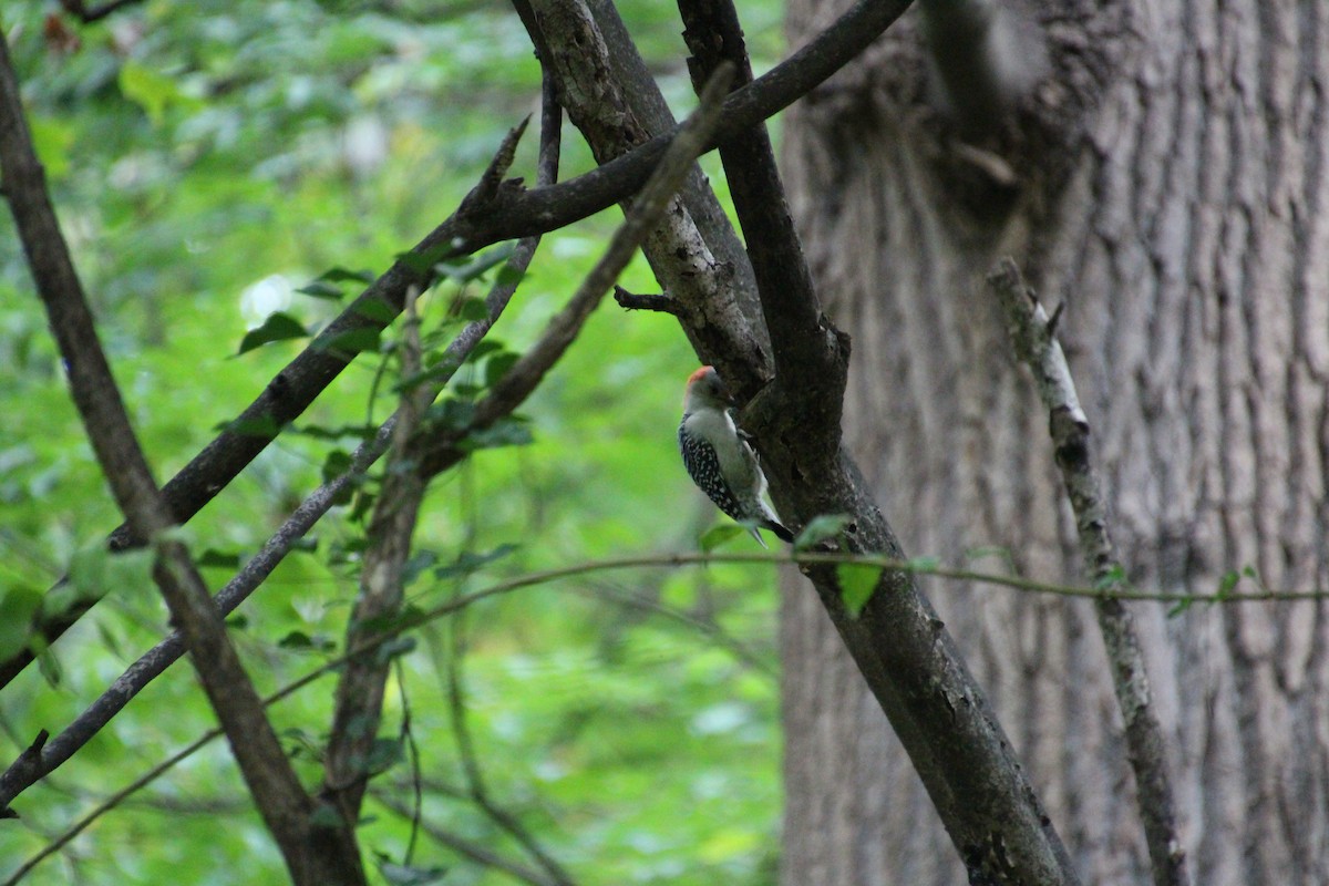 Red-bellied Woodpecker - ML479177181