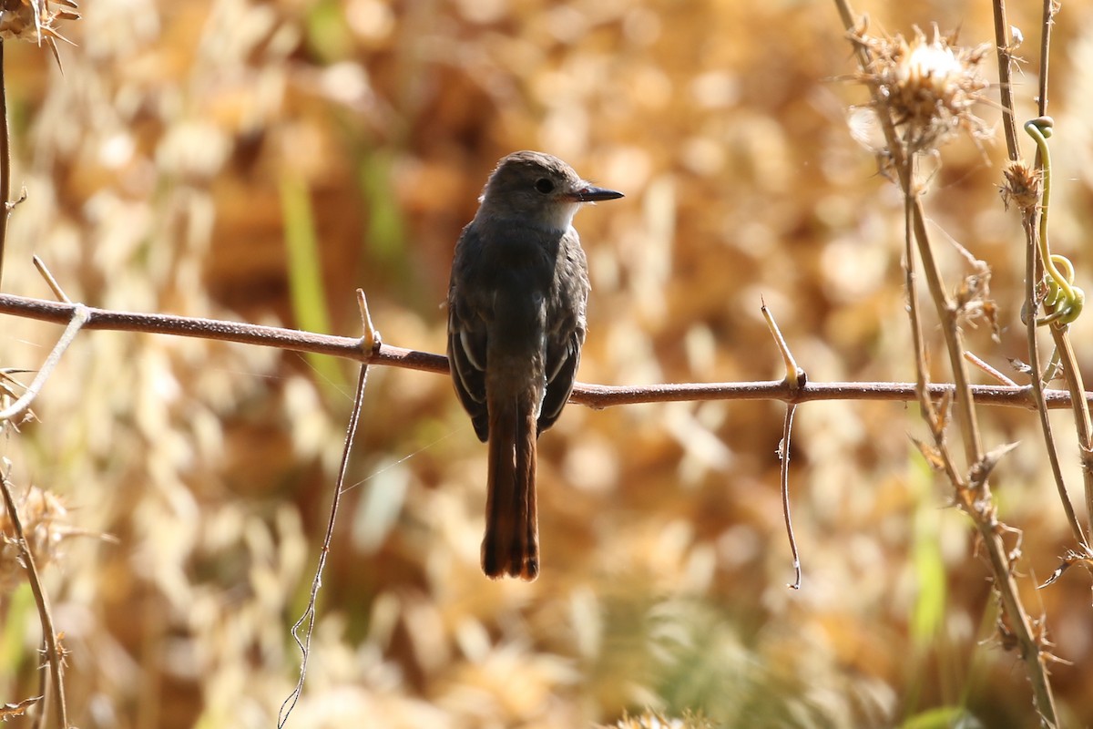 Ash-throated Flycatcher - ML479177821