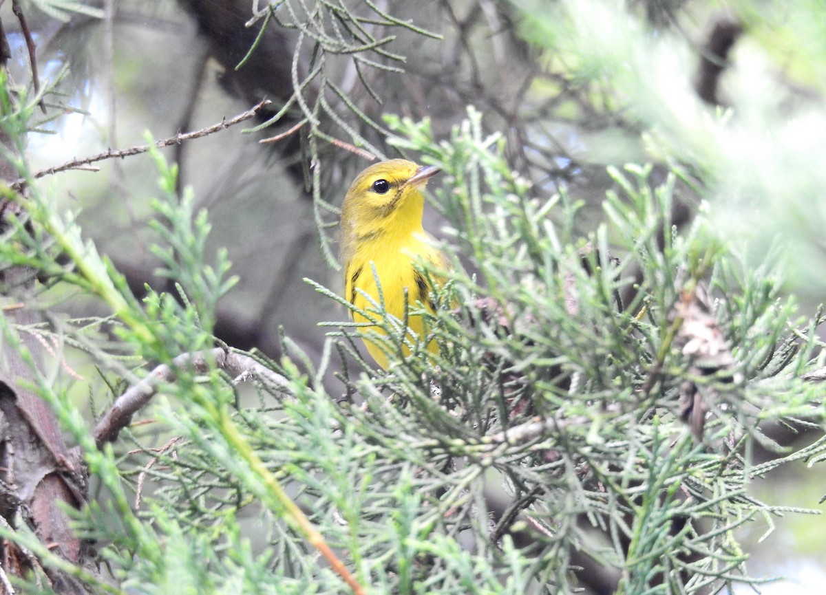 Prairie Warbler - ML479178521