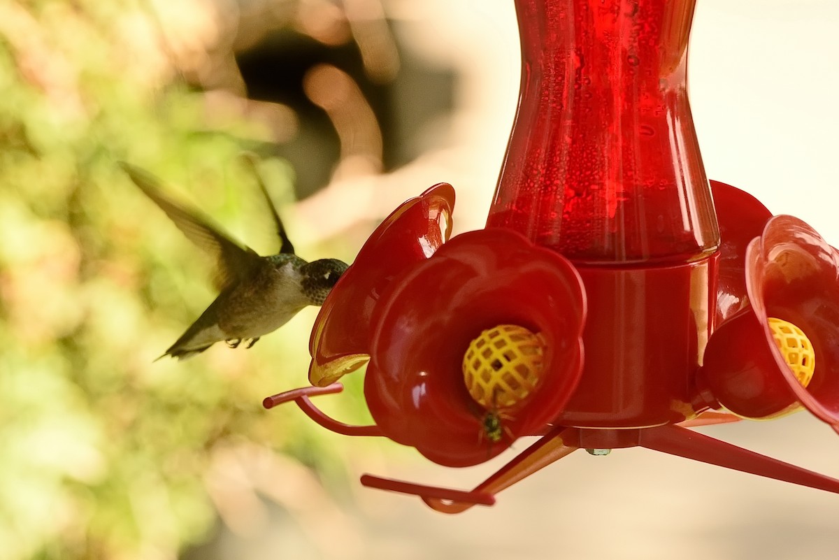 Colibrí Gorjirrubí - ML479178851