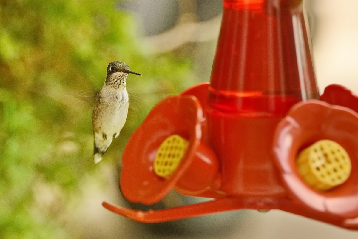 Ruby-throated Hummingbird - ML479178861