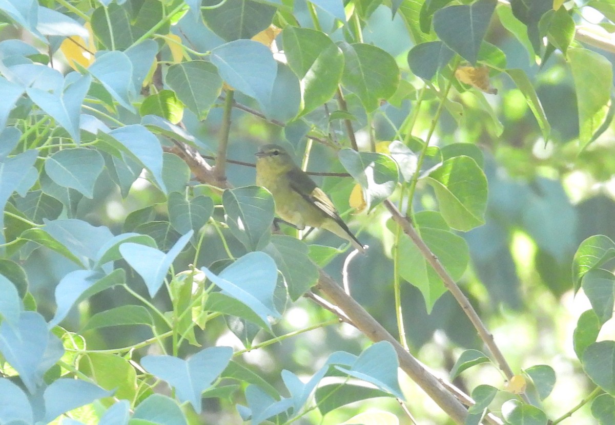 Tennessee Warbler - ML479179321