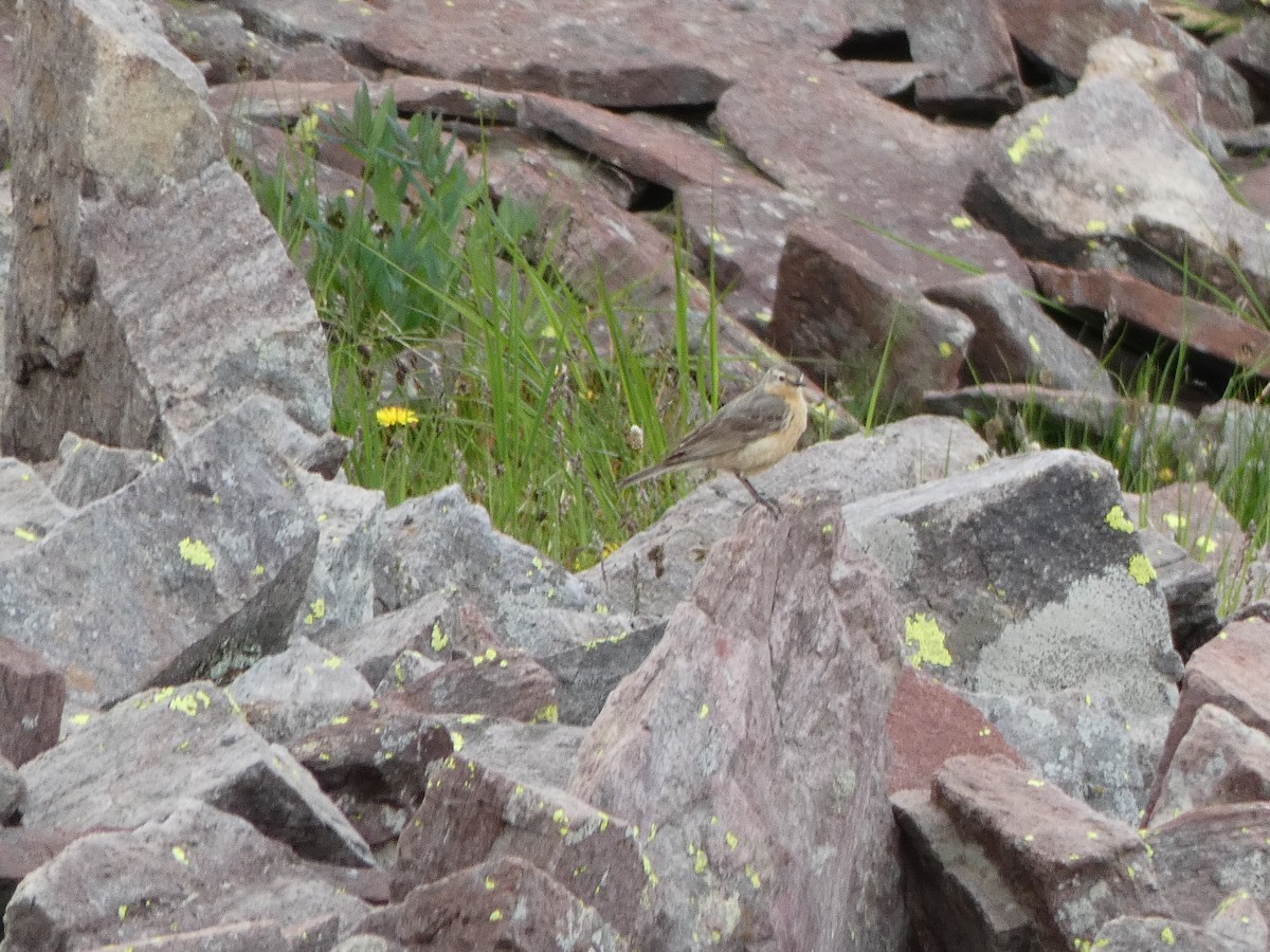 American Pipit - ML479180201