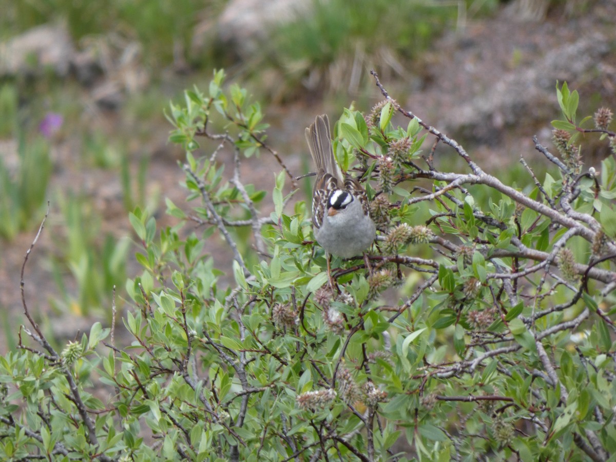 White-crowned Sparrow - ML479180521