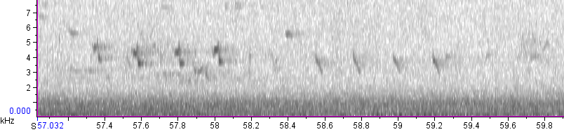 Red Crossbill (Ponderosa Pine or type 2) - ML479180731