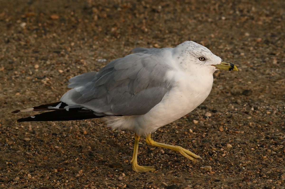 Ring-billed Gull - ML479180771