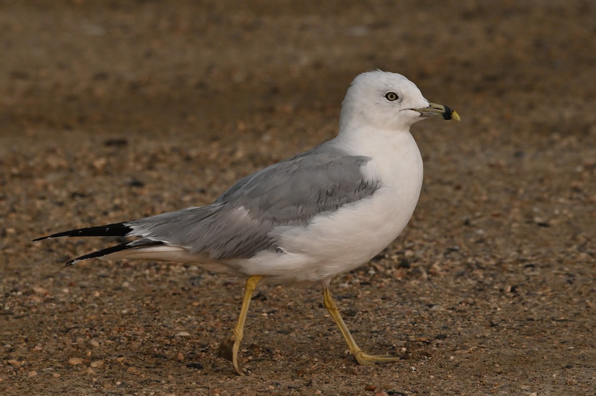 Ring-billed Gull - ML479180961